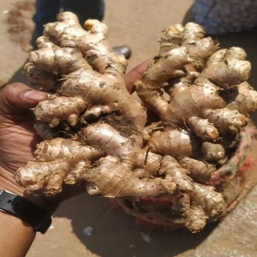 Healthy And Natural Fresh Ginger