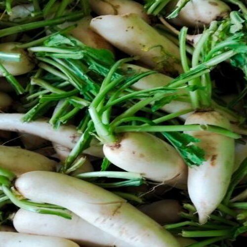 Healthy And Natural Fresh Radish