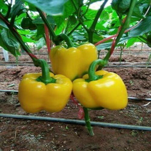 Organic A Grade Fresh Yellow Capsicum - 20 Kg Carton Box, Natural Taste and Non Harmful Quality