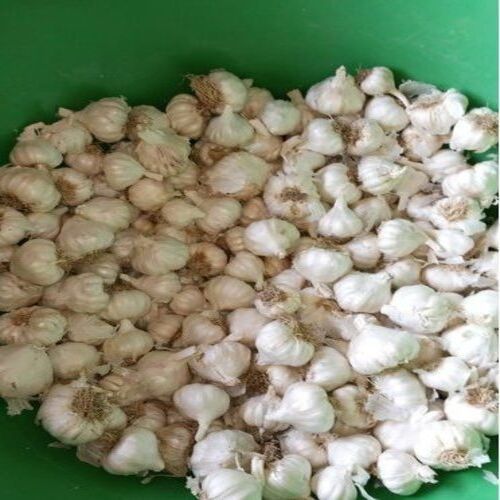 Healthy And Natural Organic Garlic