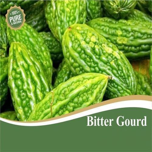 Healthy and Natural Fresh Bitter Gourd