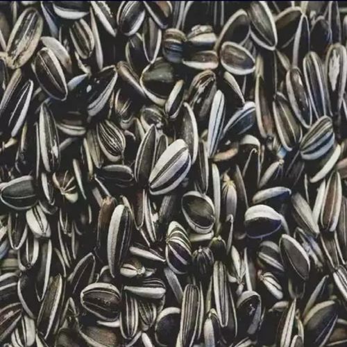 Sunflower Seeds for Making Oil