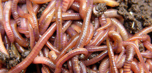 Live Earthworm - Eisenia Fetida