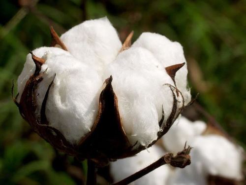 White Raw Cotton Bale