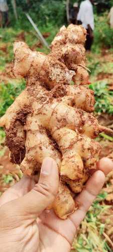 Normal Wholesale Price Natural Fresh Ginger