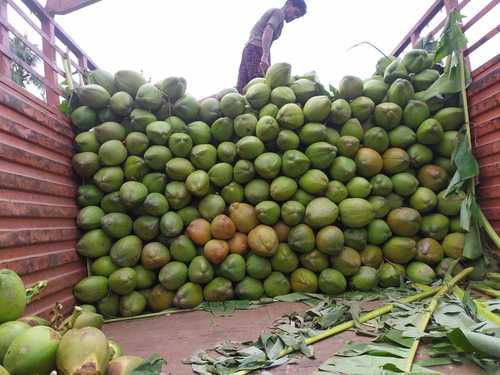 100% Fresh And Natural Organic Whole Round Green Coconut, Size : 1.0 Kg To 2.8 Kg