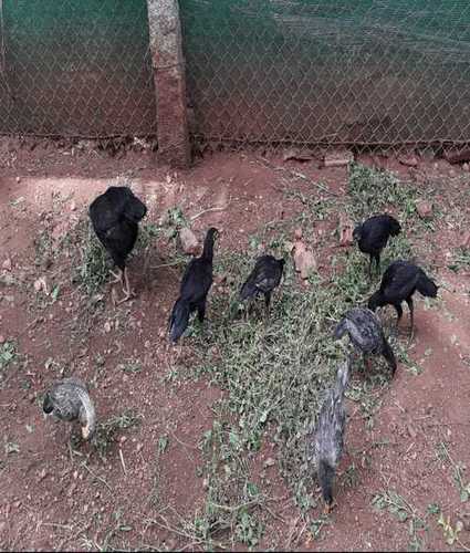 Peruvidai Natu Koli Chicks For Poultry Farming