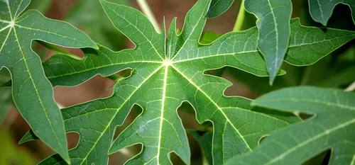 Organic Papaya Leaf Powder Grade: Food Grade