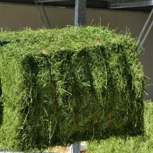 A Grade Alfalfa Hay