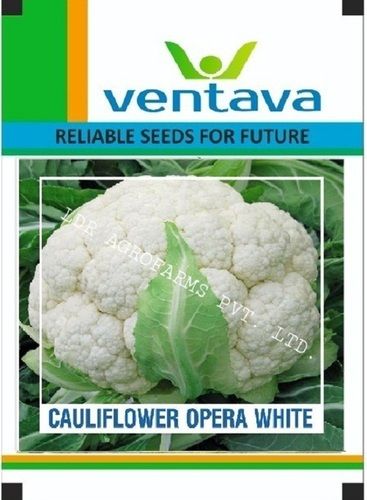 Fresh Cauliflower Opera White