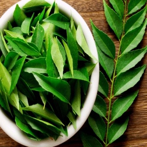 Green Healthy And Natural Fresh Curry Leaves