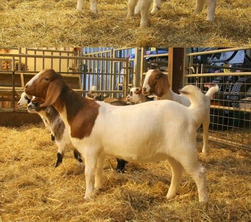 Healthy Boer Goat