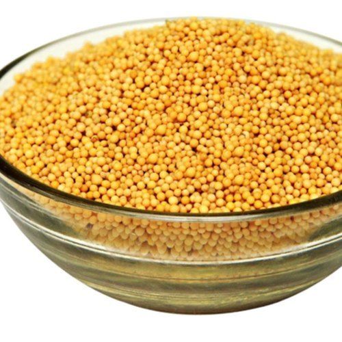 Yellow Color Mustard Seed