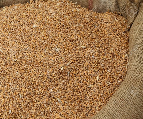 Light Brown Dust Free Wheat Grain