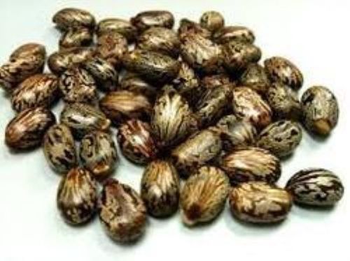 Great Aroma Castor Seed
