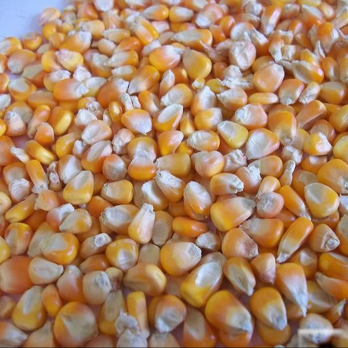 Non GMO Yellow Corn
