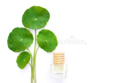 Pure Organic Ayurvedic Centella Asiatica Essential Oil