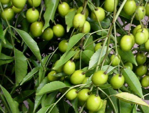 Green Natural Neem Fruit