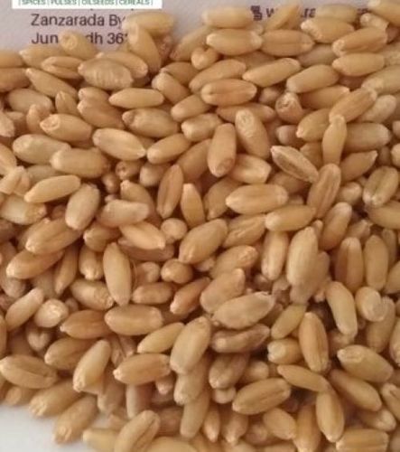 Brown High In Protein Indian Wheat Grain