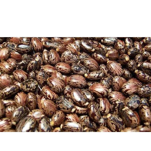 Brown High In Vitamin E Castor Seeds