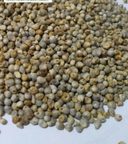 Indian Green Color Millet