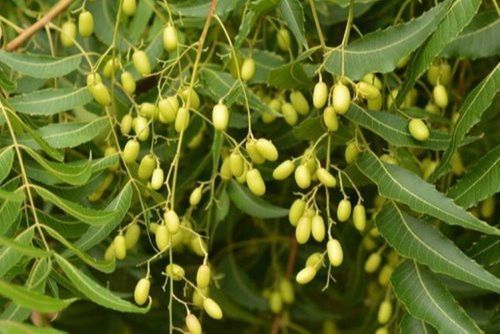 Green Natural Dried Nimboli Fruit