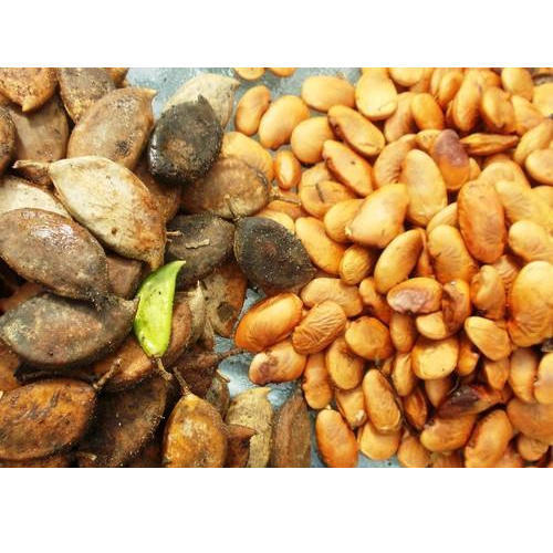 Natural Pongamia Pinnata Seeds