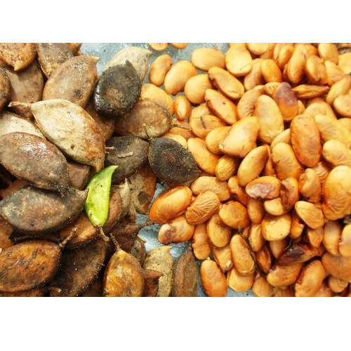 Brown Natural Pongamia Pinnata Seeds