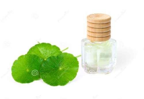 Green Pure Organic Ayurvedic Centella Asiatica Essential Oil