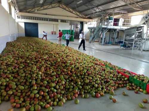 High Efficiency Automatic Fruit Processing Plant