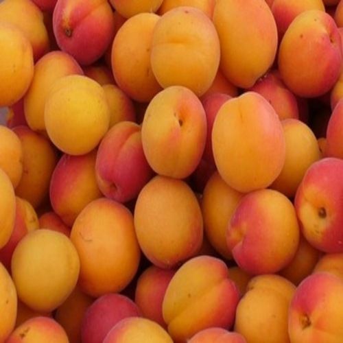 Yellow Healthy And Natural Fresh Apricot