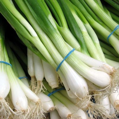 Organic And Natural Fresh Green Onion Shelf Life: 15 Days