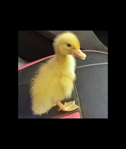 Pure Breed White Pekin Ducklings