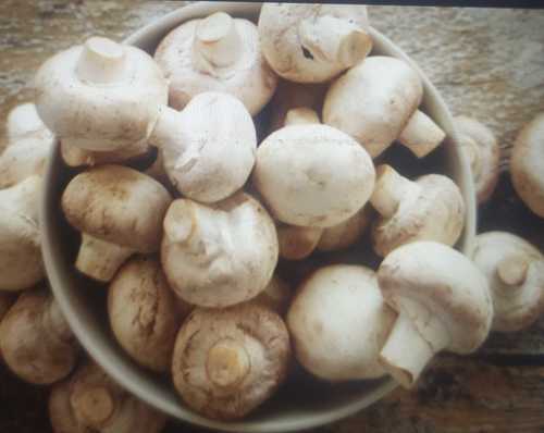 White A Grade Fresh Mushroom