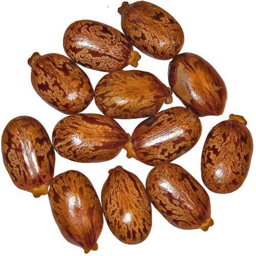 Organic Healthy And Natural Castor Seeds