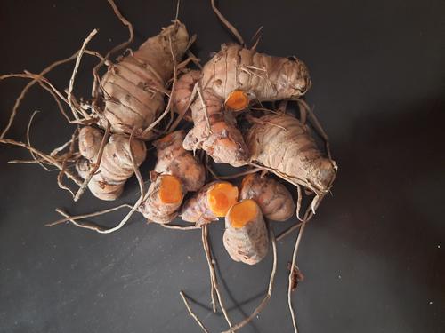 Yellow Raw Turmeric Fingers And Rhizomes