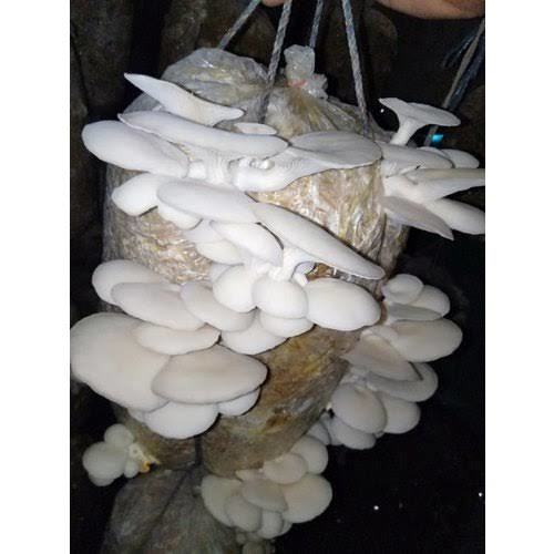 White 100% Fresh Oyster Mushroom