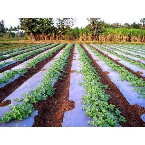 Biodegradable Mulch Film For Farming Use Greenhouse Size: Large