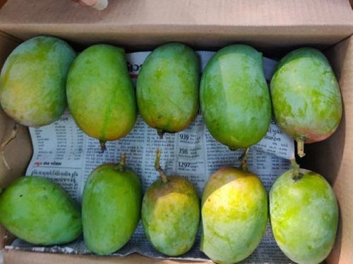 Fresh Natural Kesar (Mango)