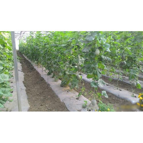 Hdpe Mulch Film For Agricultural Farms Greenhouse Size: Large