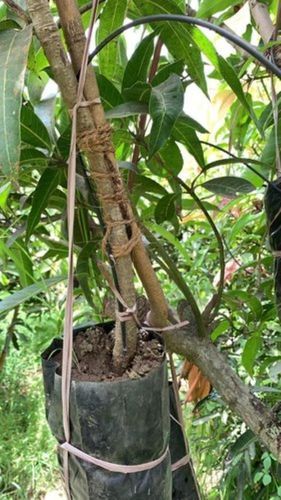 Kesar Green Mango Plant For Fruits