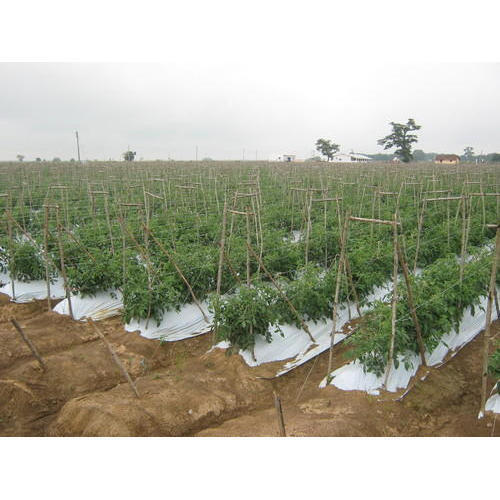 Lldpe Plastic Plastic Mulching Film Greenhouse Size: Large