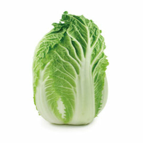 Healthy and Natural Fresh Napa Cabbage