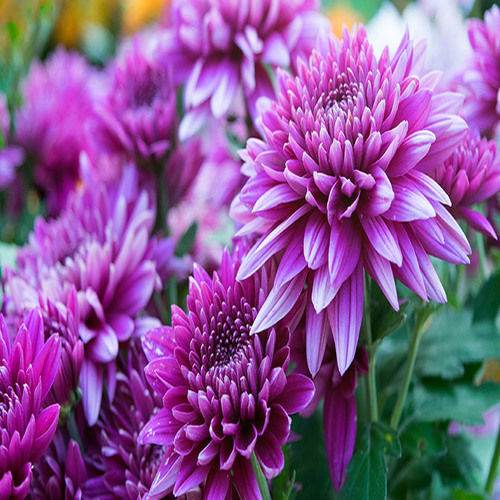 Natural and Fresh Chrysanthemum Flower