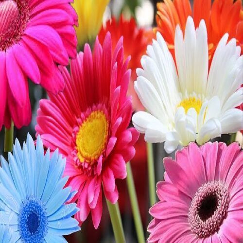 Natural And Fresh Gerbera Flower