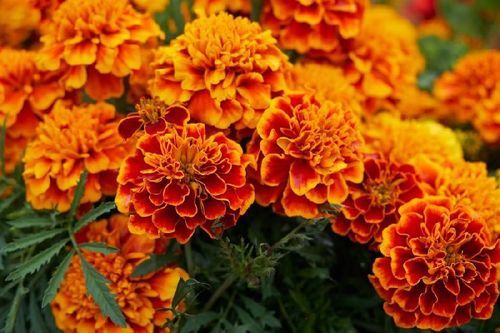 Natural and Fresh Marigold Flower