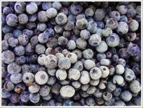 Blue Color Frozen Blueberry