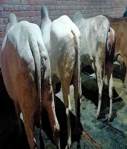 White Haryana Desi Cow For Dairy Farming