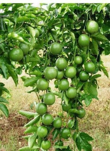 Natural Passion Fruit Plant