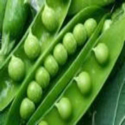 Nutritious Frozen Green Peas